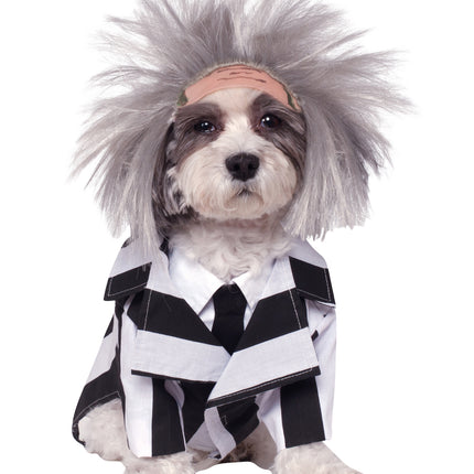 Disfraz de Beetlejuice para perro