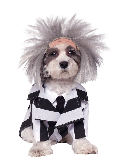 Disfraz de Beetlejuice para perro