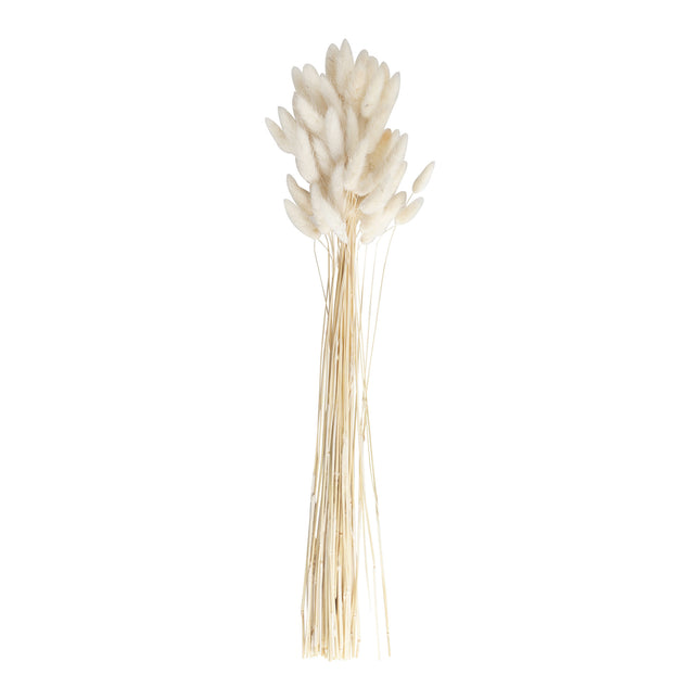 Flores Secas Beige 65cm 20ud