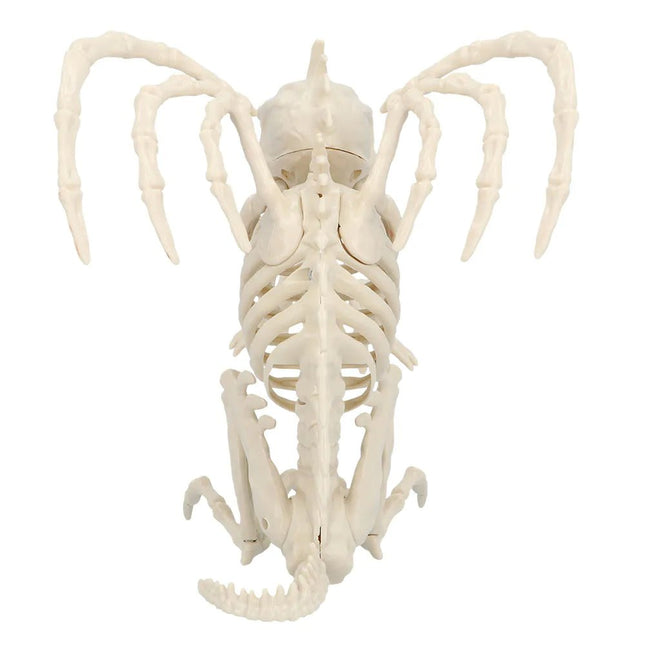 Halloween Skelet Gargoyle 34cm - Partywinkel - 8712026724229